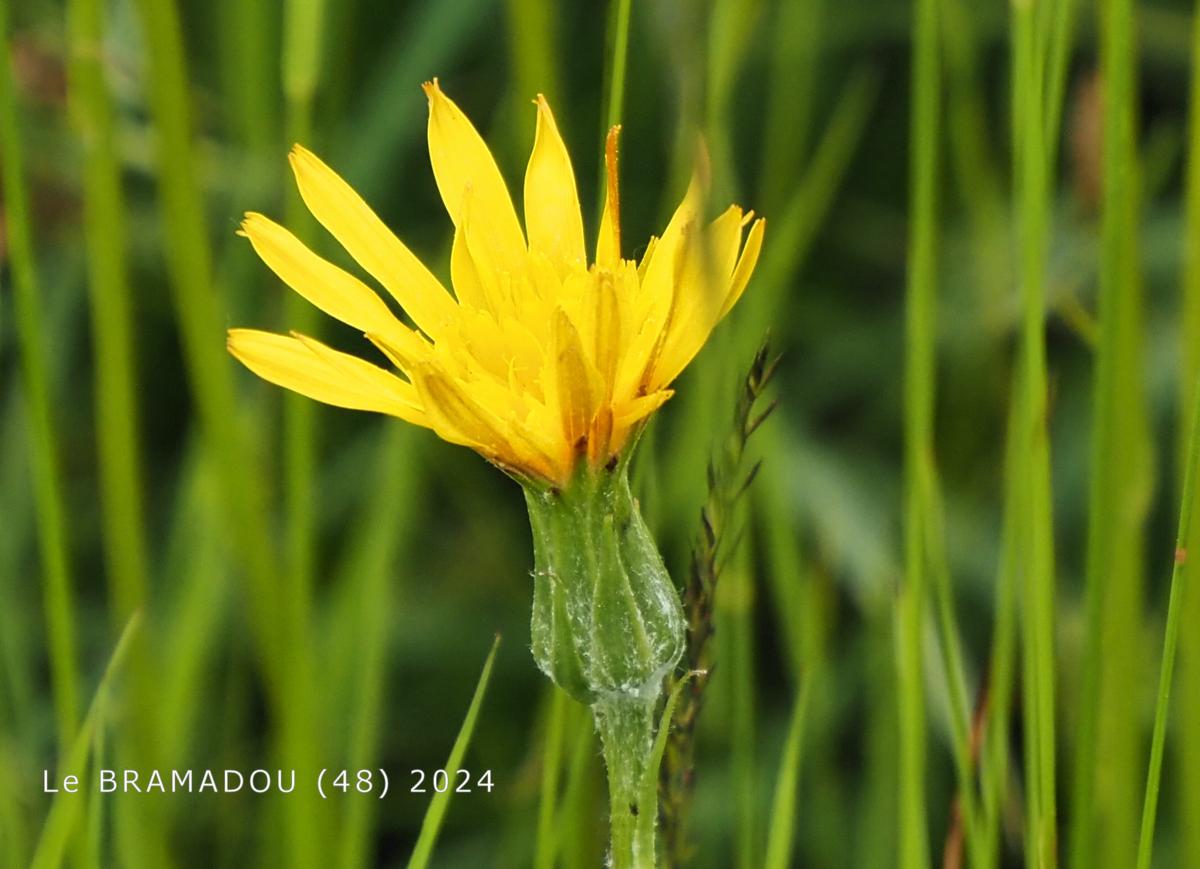 Vipersgrass, Dwarf flower